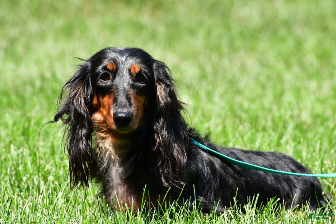Dachshund dogs for sale: Konrad - Image 8