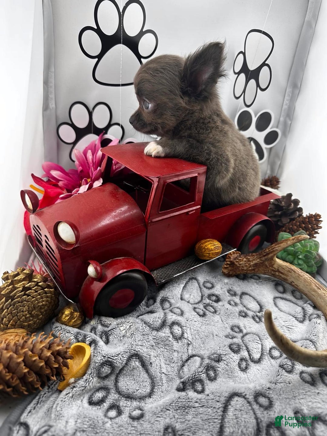 Chihuahua dogs for sale: Rosco - Image 3