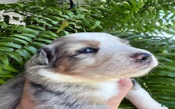 Miniature Australian Shepherd dogs for sale: Miniature Australian Shepherd 5 puppies - Image 8