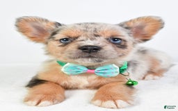 French Bulldog dogs for sale: Candy - Image 5