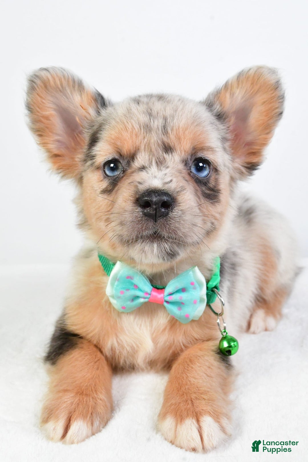 French Bulldog dogs for sale: Candy - Image 5