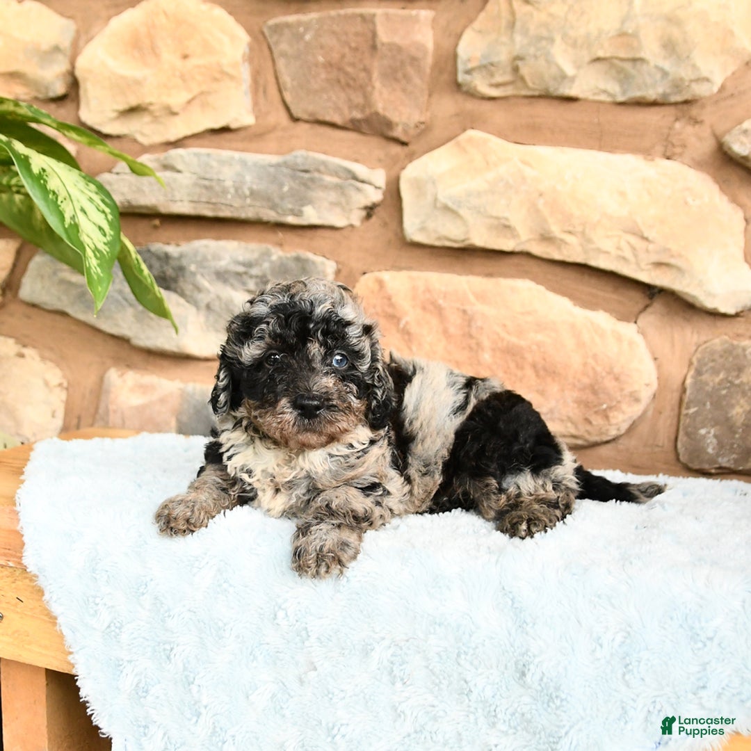 Miniature Poodle dogs for sale: Shadow - Image 2