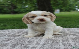 Cocker Spaniel dogs for sale: Rose - Image 4