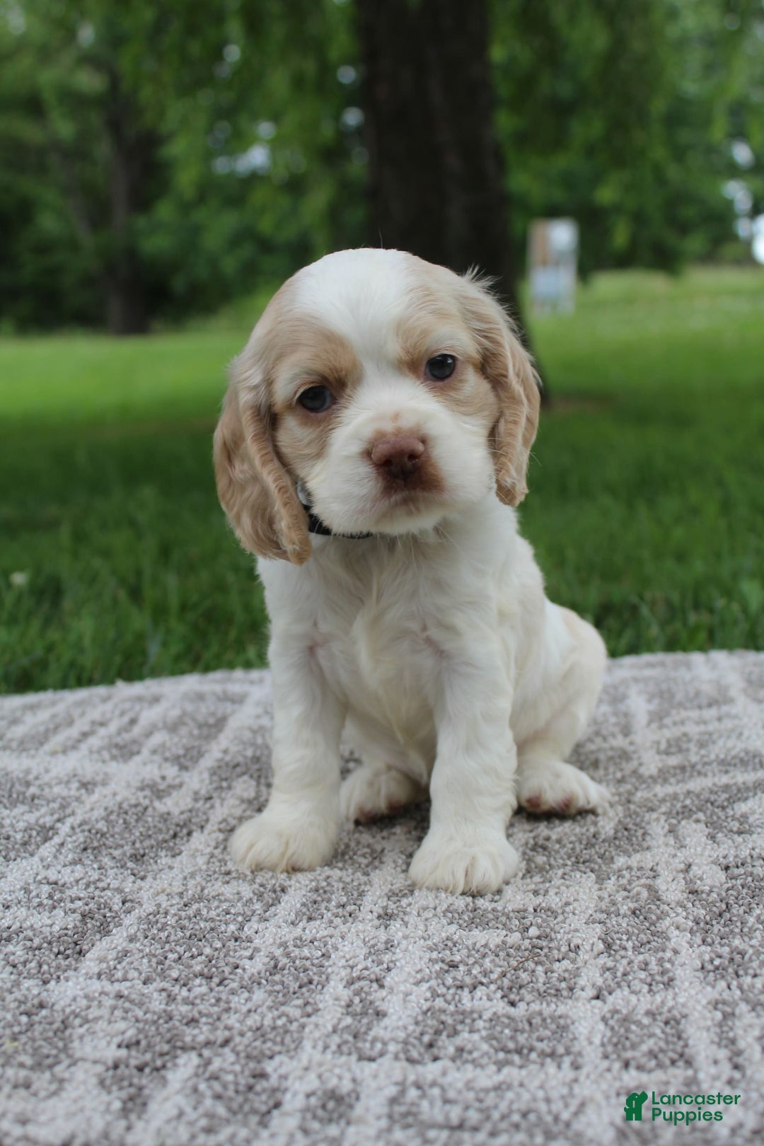 Cocker Spaniel dogs for sale: Rose - Image 4