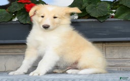 Collie dogs for sale: Perry - Image 4