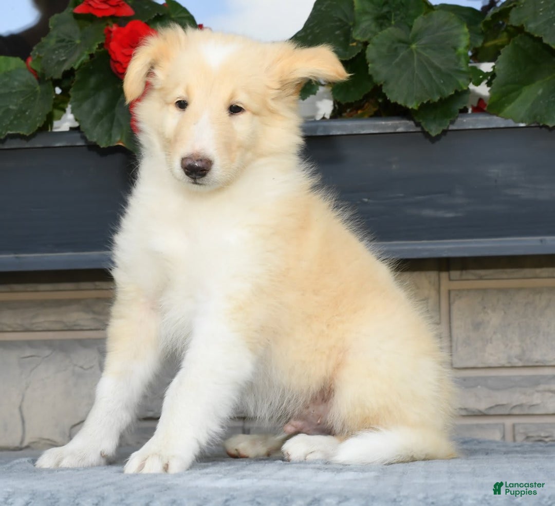 Collie dogs for sale: Perry - Image 4