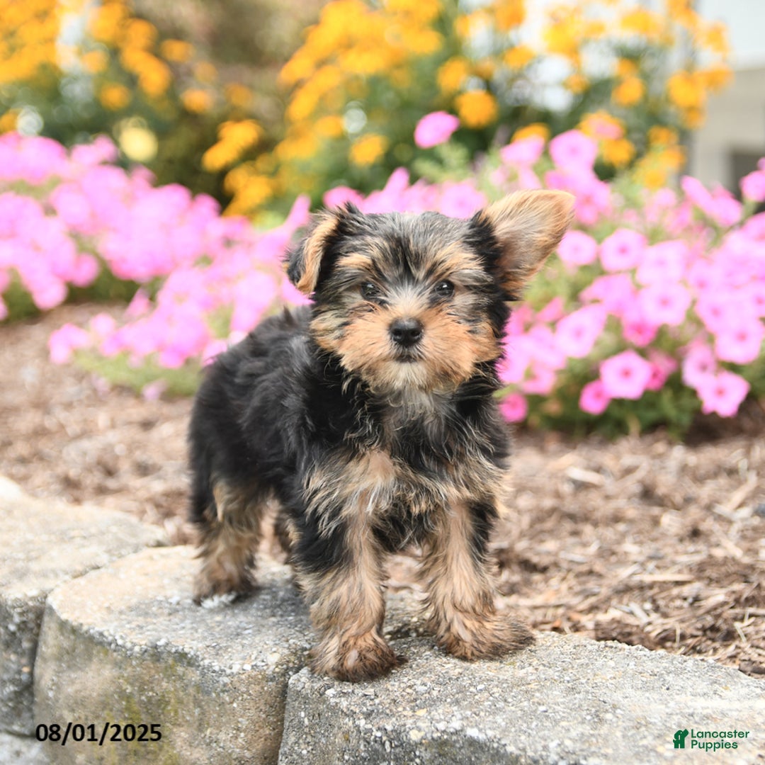 Yorkshire Terrier dogs for sale: Lola TOY SIZE - Image 3