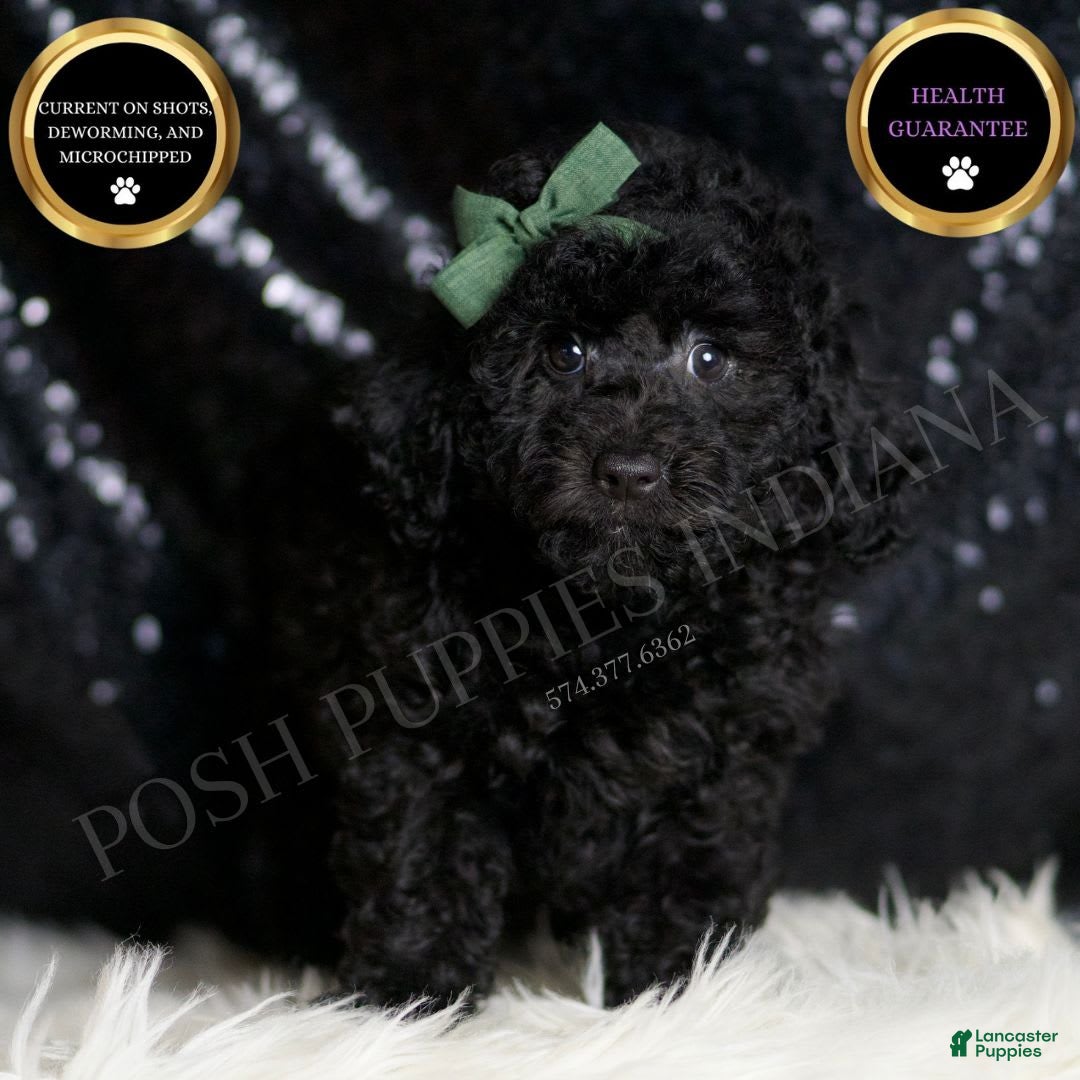 Miniature Poodle dogs for sale: Mikey - Image 3