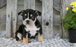 Frenchton dogs for sale: Sutton - Image 1