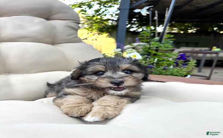Mini Goldendoodle dogs for sale - Ad 5