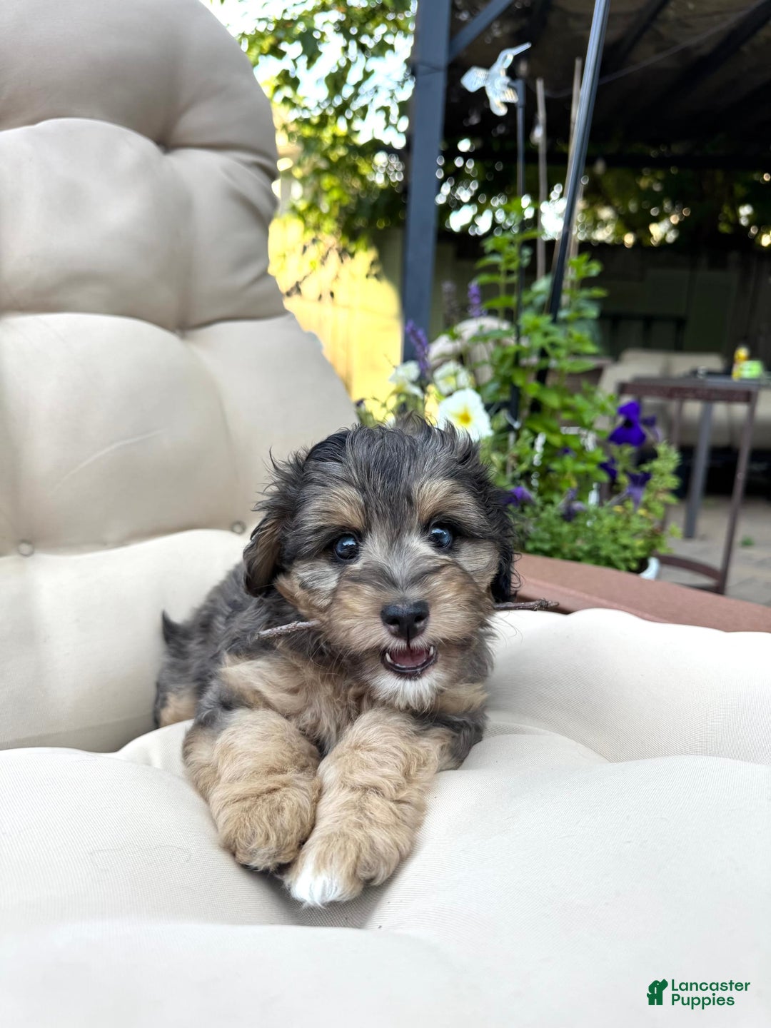 Mini Goldendoodle dogs for sale: Salma - Image 4