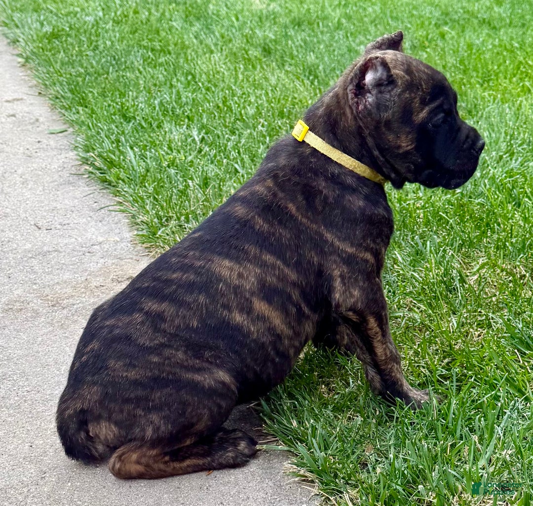 Cane Corso dogs for sale: Bridget - Image 11