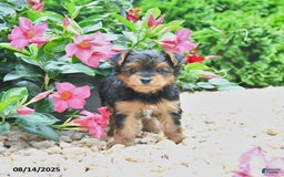 Yorkiepoo dogs for sale: Peter - Image 1