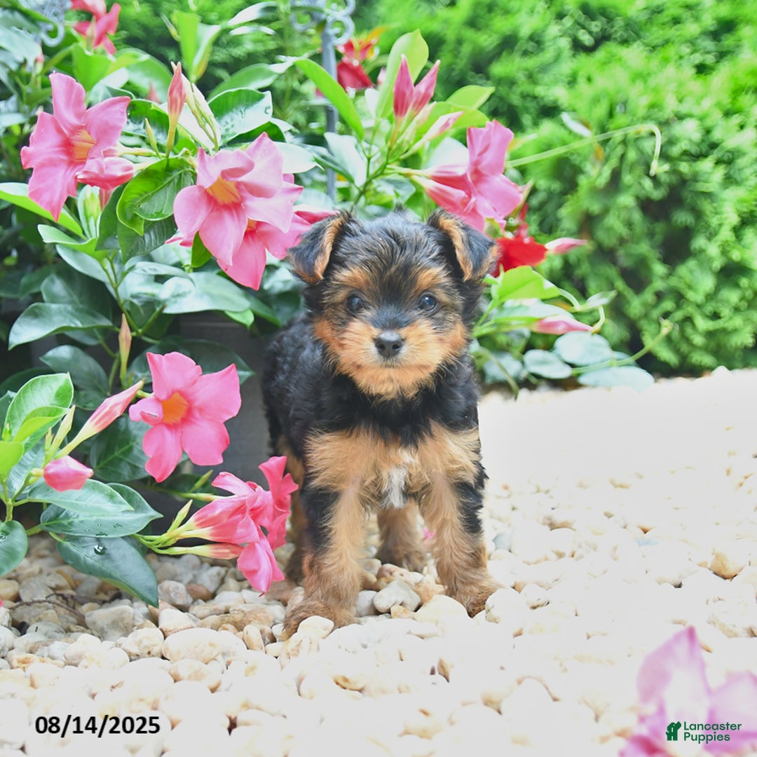 Yorkiepoo dogs for sale: Peter - Image 1