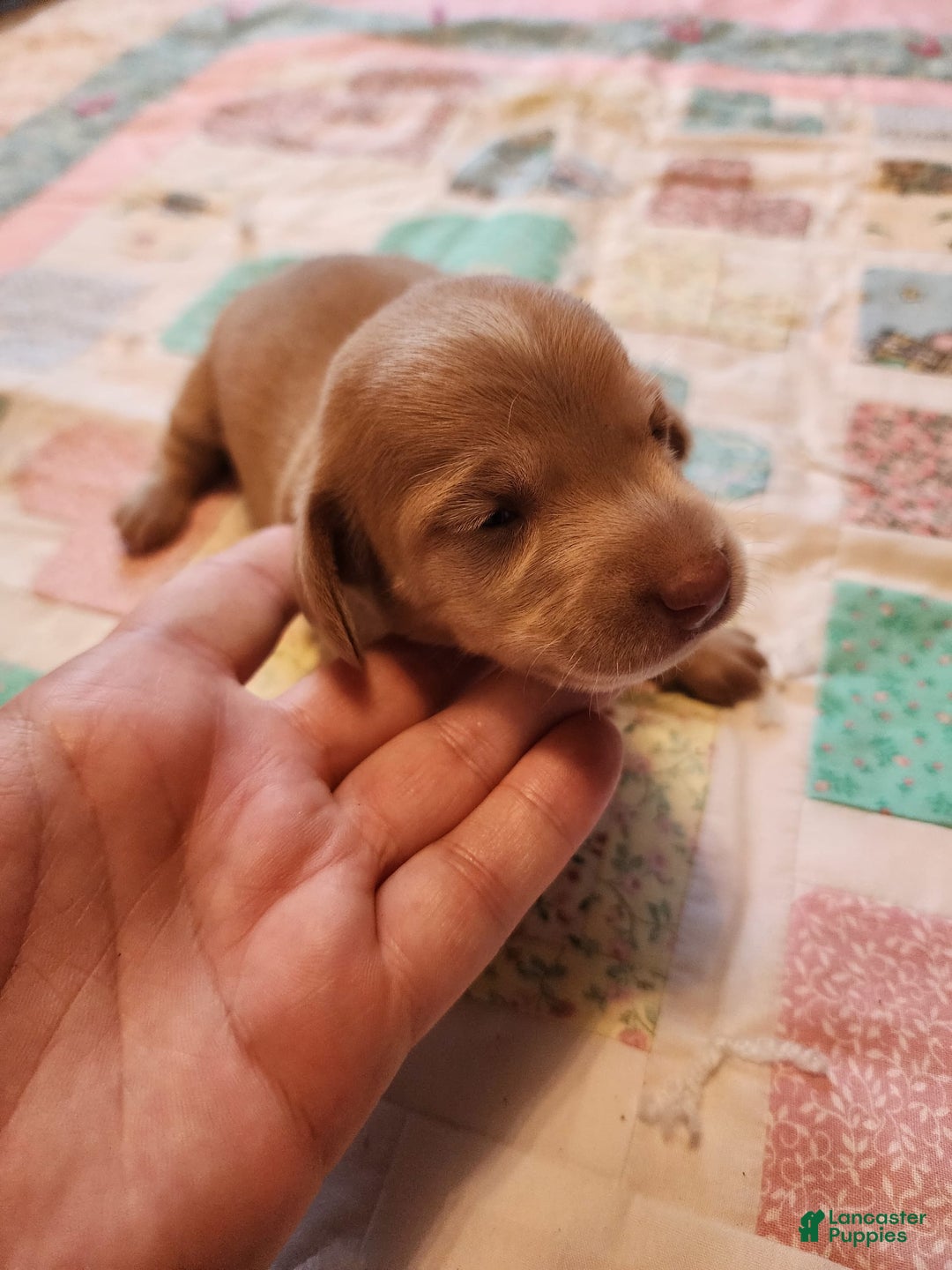 Miniature Dachshund dogs for sale: Cora - Image 15