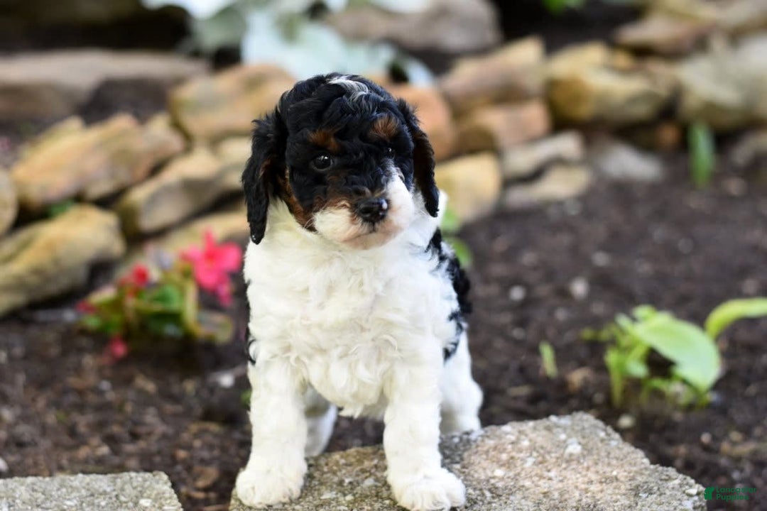 Miniature Poodle dogs for sale: Amos - Image 6