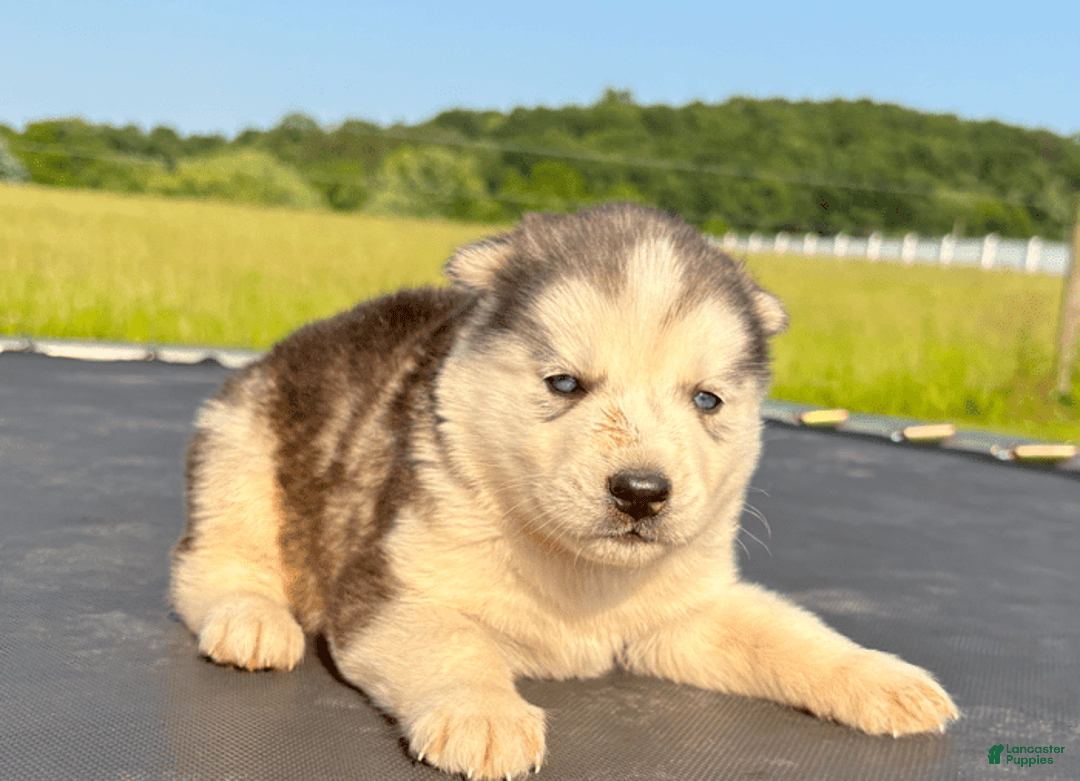 Siberian Husky dogs for sale: Toronto - Image 13