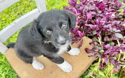 Welsh Corgi Pembroke dogs for sale: Welsh Corgi (Pembroke) 5 puppies - Image 14