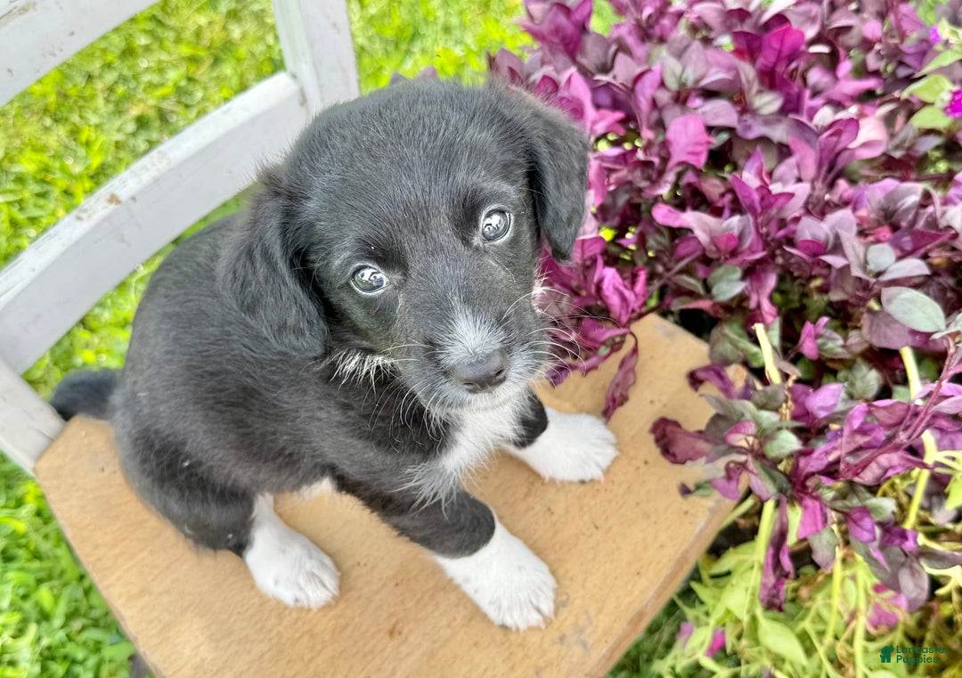 Welsh Corgi Pembroke dogs for sale: Welsh Corgi (Pembroke) 5 puppies - Image 14