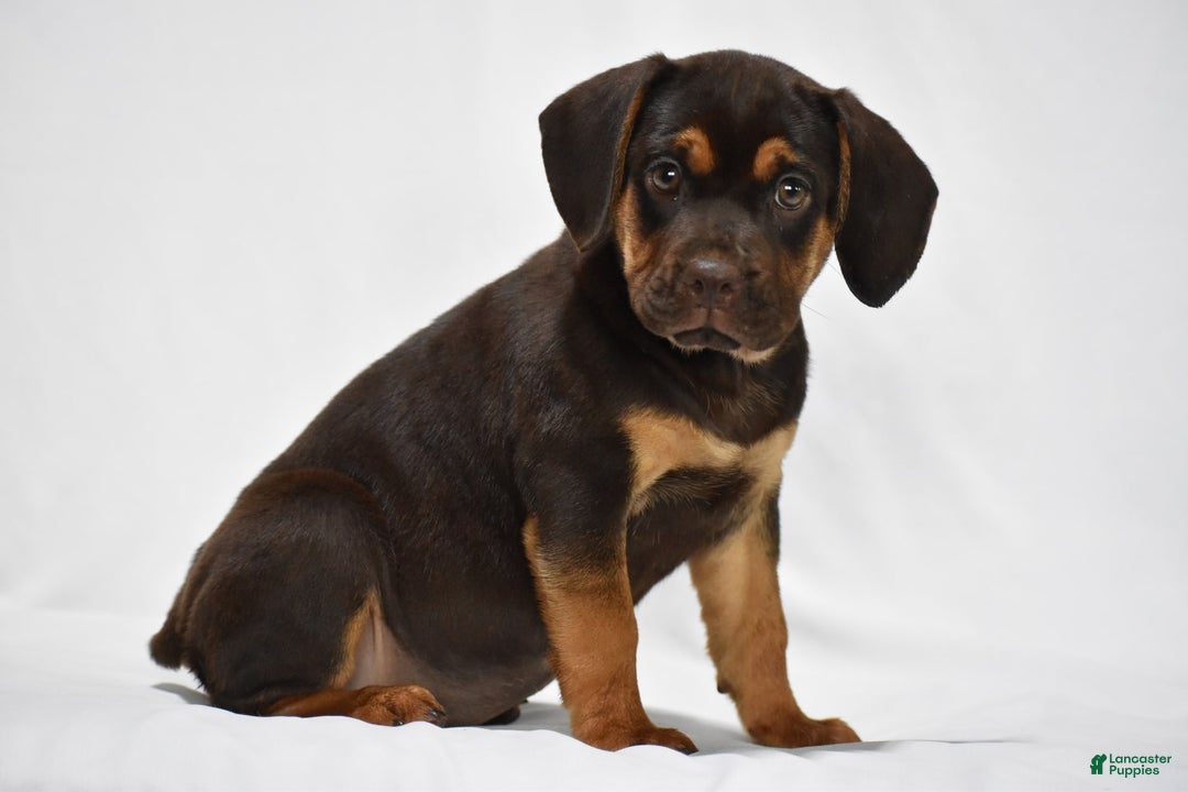 Beabull dogs for sale: Indie - Image 8