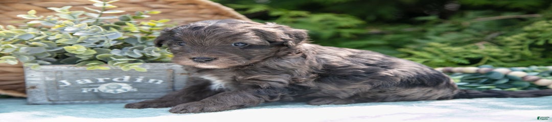 Koda