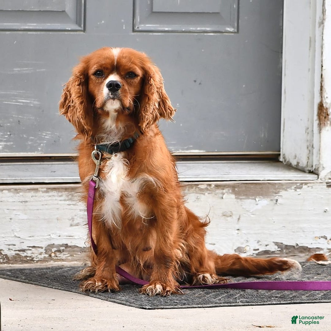 Cavalier King Charles Spaniel dogs for sale: Flossie - Image 16