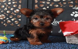 Yorkshire Terrier dogs for sale: Chiclet - Image 2