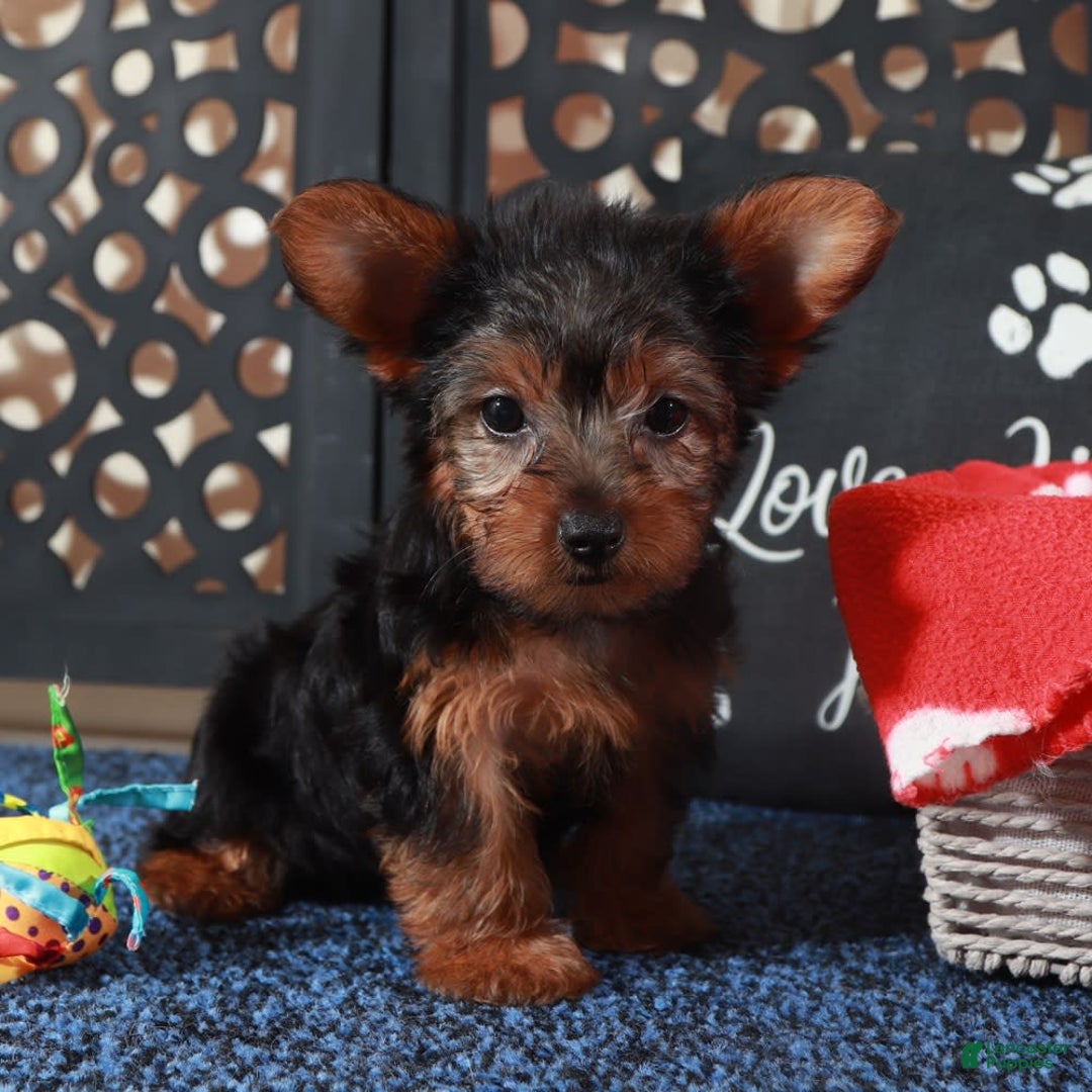 Yorkshire Terrier dogs for sale: Chiclet - Image 2