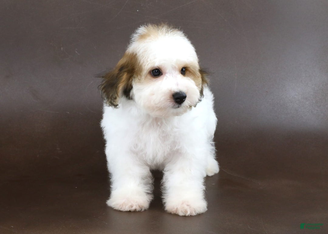 Yorkiepoo dogs for sale: Leo - Image 15