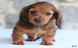 Miniature Dachshund dogs for sale: Darla - Image 1