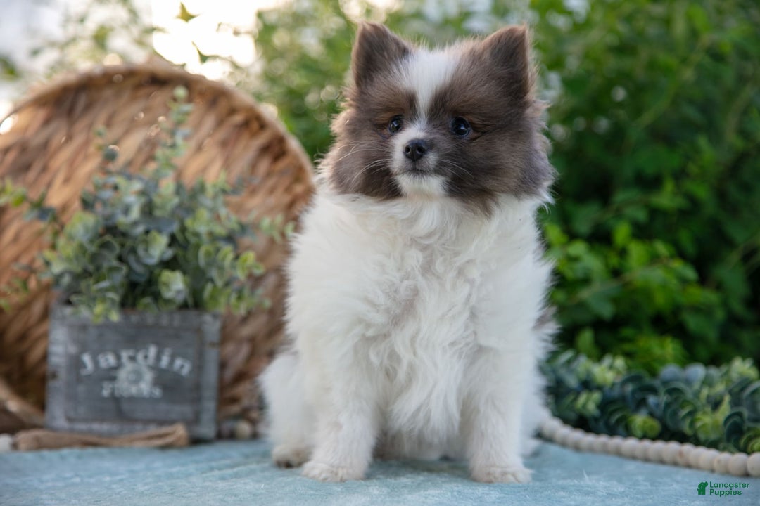Pomeranian dogs for sale: Harley - Image 5