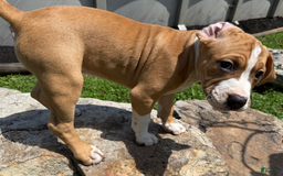 American Pit Bull Terrier dogs for sale: Helga - Image 4