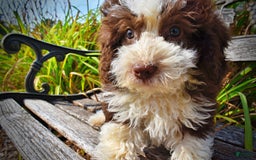 Havapoo dogs for sale: Harley - Image 3