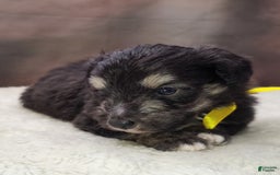 Shetland Sheepdog dogs for sale: Hubble - Image 4