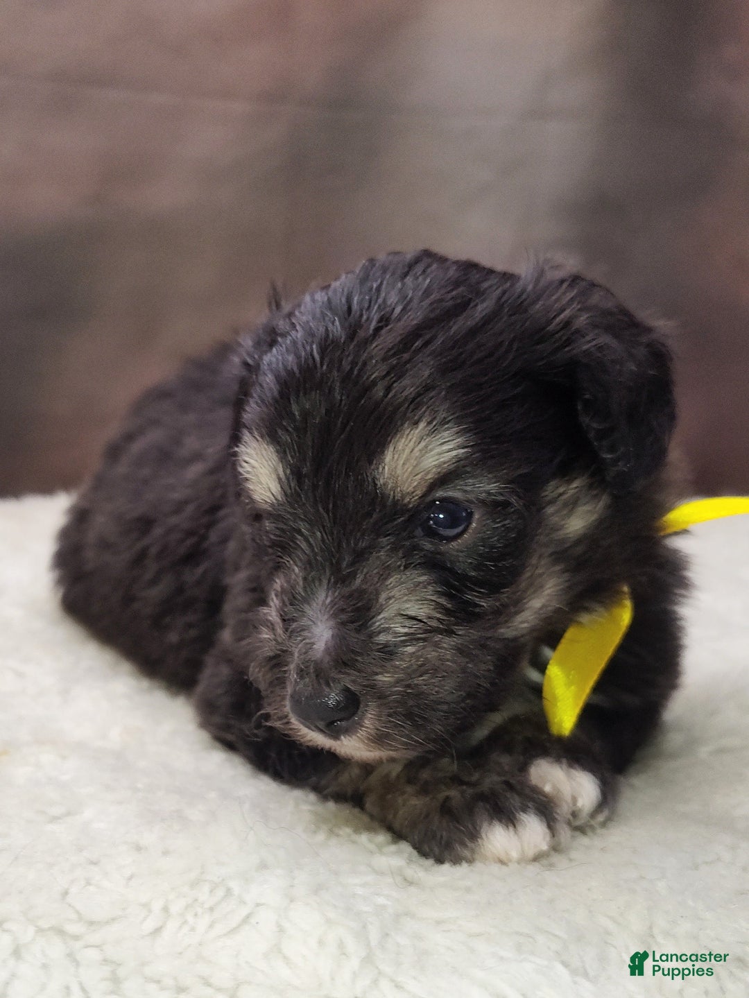 Shetland Sheepdog dogs for sale: Hubble - Image 4