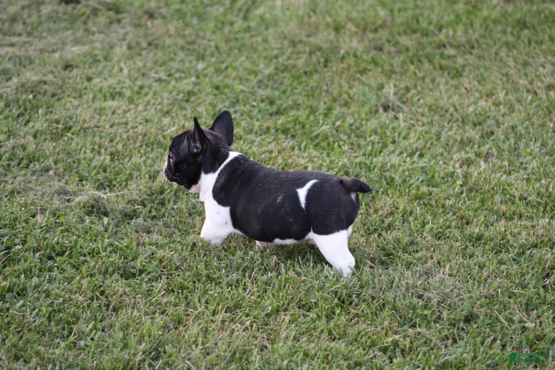French Bulldog dogs for sale: Natalie - Image 14
