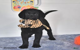 Labrador Retriever dogs for sale: Jesse - Image 9