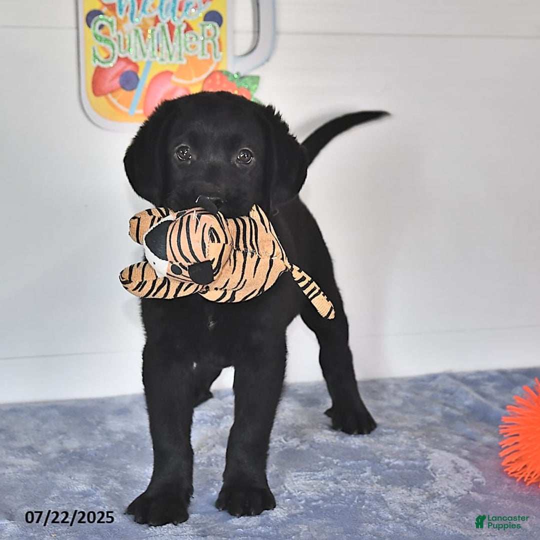 Labrador Retriever dogs for sale: Jesse - Image 9