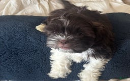 Shih Tzu dogs for sale: Baruch - Image 4