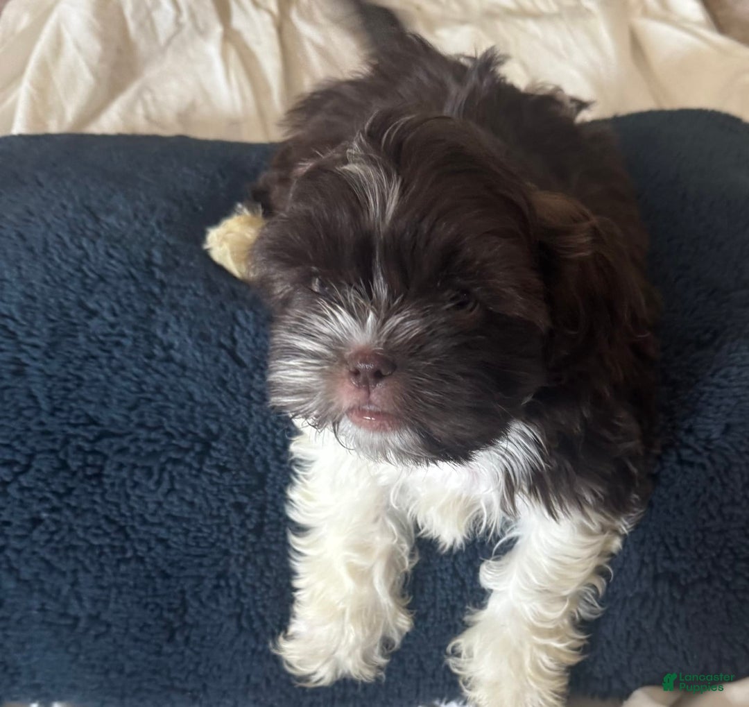 Shih Tzu dogs for sale: Baruch - Image 4