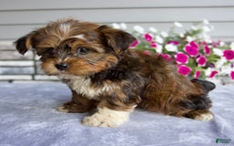 Shorkie dogs for sale: Ellington - Image 2