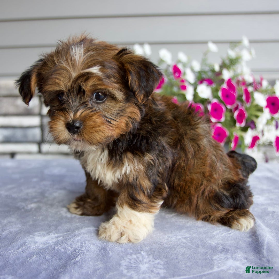 Shorkie dogs for sale: Ellington - Image 2