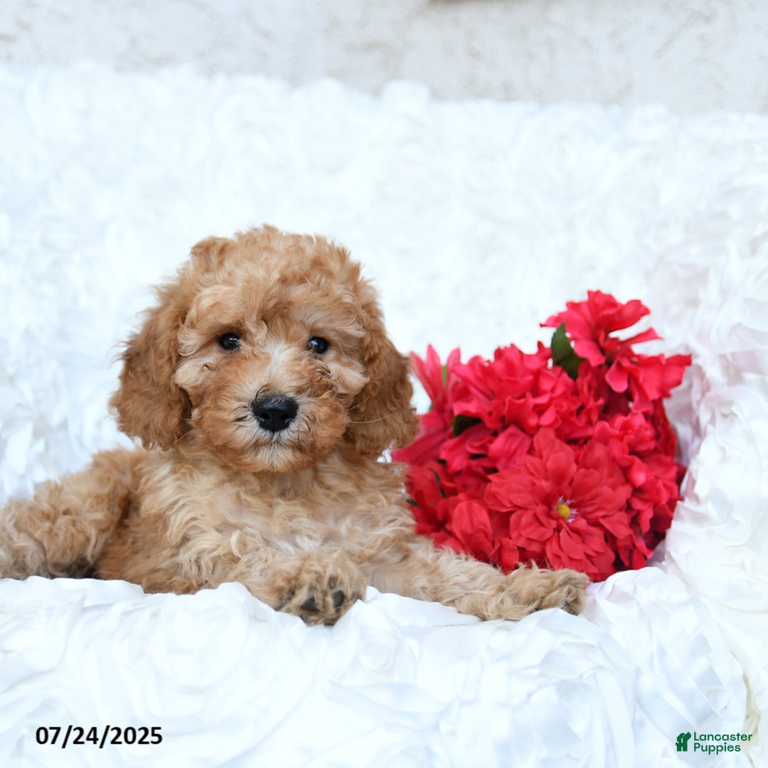 Mini Goldendoodle dogs for sale: Stewart - Image 2