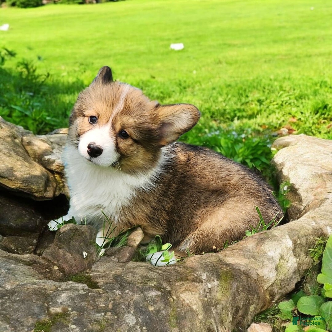 Welsh Corgi Pembroke dogs for sale: Trey Fluffy - Image 12