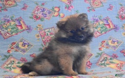 Pomeranian dogs for sale: Kevin - Image 4