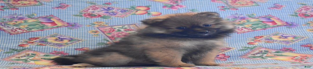 Kevin