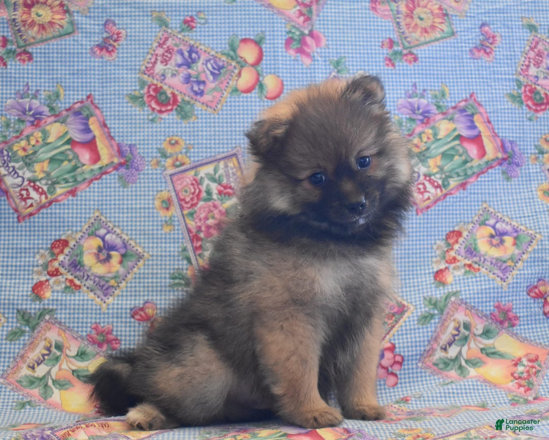 Pomeranian dogs for sale: Kevin - Image 4