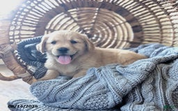Golden Retriever dogs for sale: Maggie - Image 5