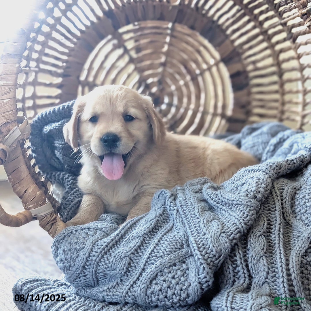 Golden Retriever dogs for sale: Maggie - Image 5