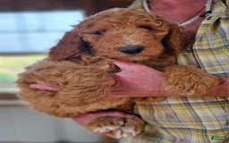 Standard Poodle dogs for sale: Ma Standard - Image 6